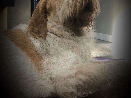 Willow - So They Say I'm Gonna be a Mommy - Part 1