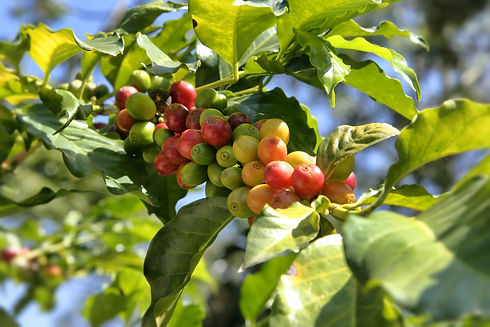 tree-with-small-green-red-berries-it.jpg