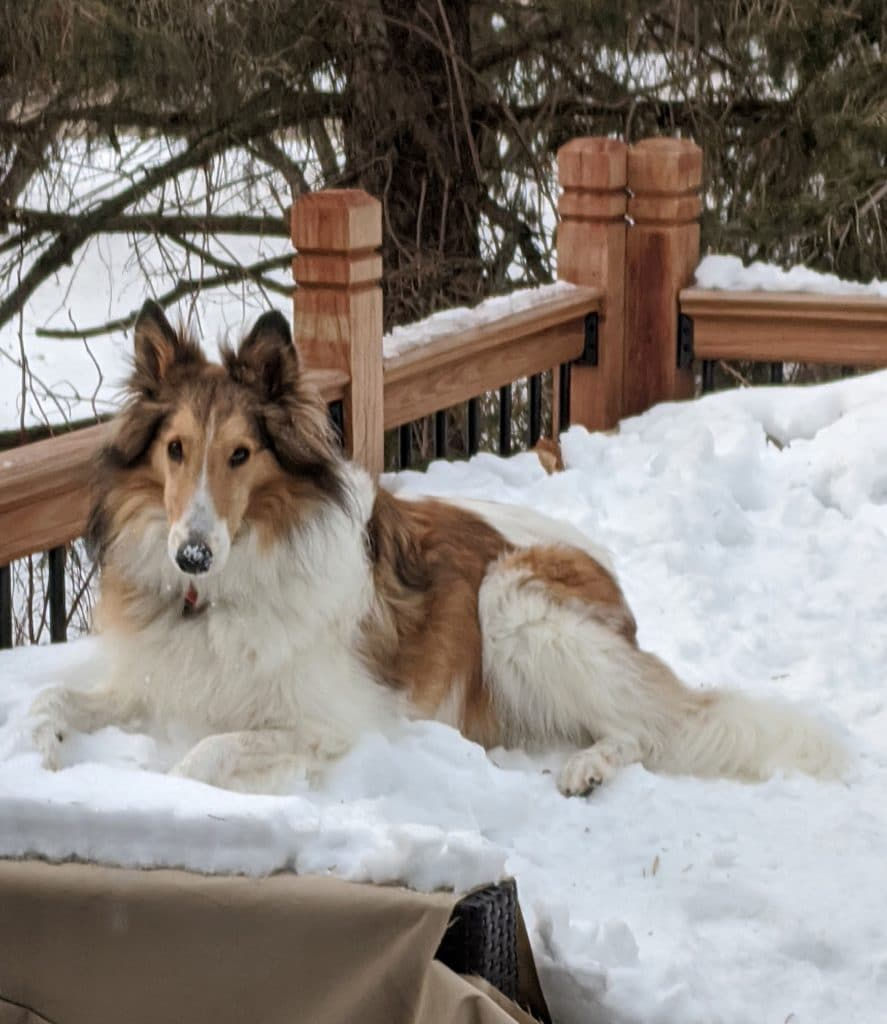 collie lying on outdoor couch covered in snow