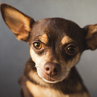 PET PORTRAIT | Gigi Kraus Photography | Visalia I Tulare PET PORTRAIT | Gigi Kraus Photography | Visalia I Tulare