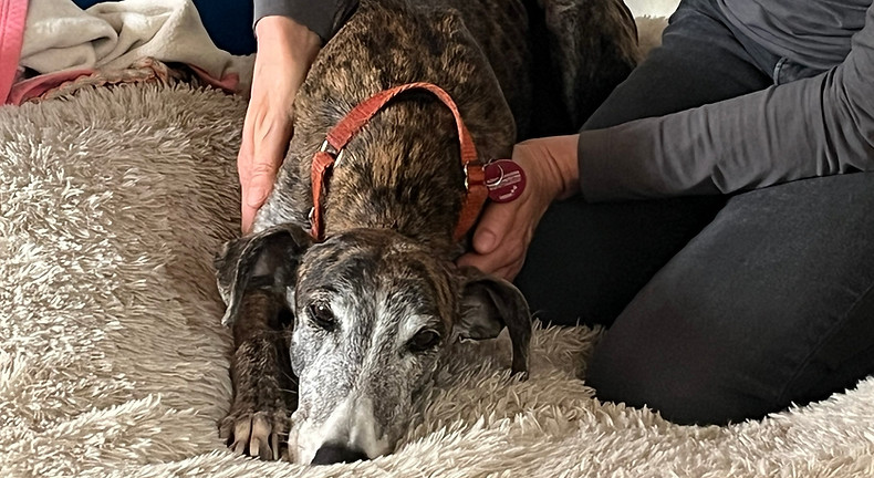 Galgo aus dem Tierschutz hat dank Shiatsu keine Ängste mehr