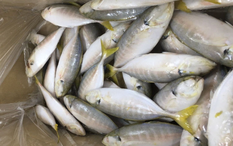 Thumbnail: Yellow Tail Fish (24 kg)