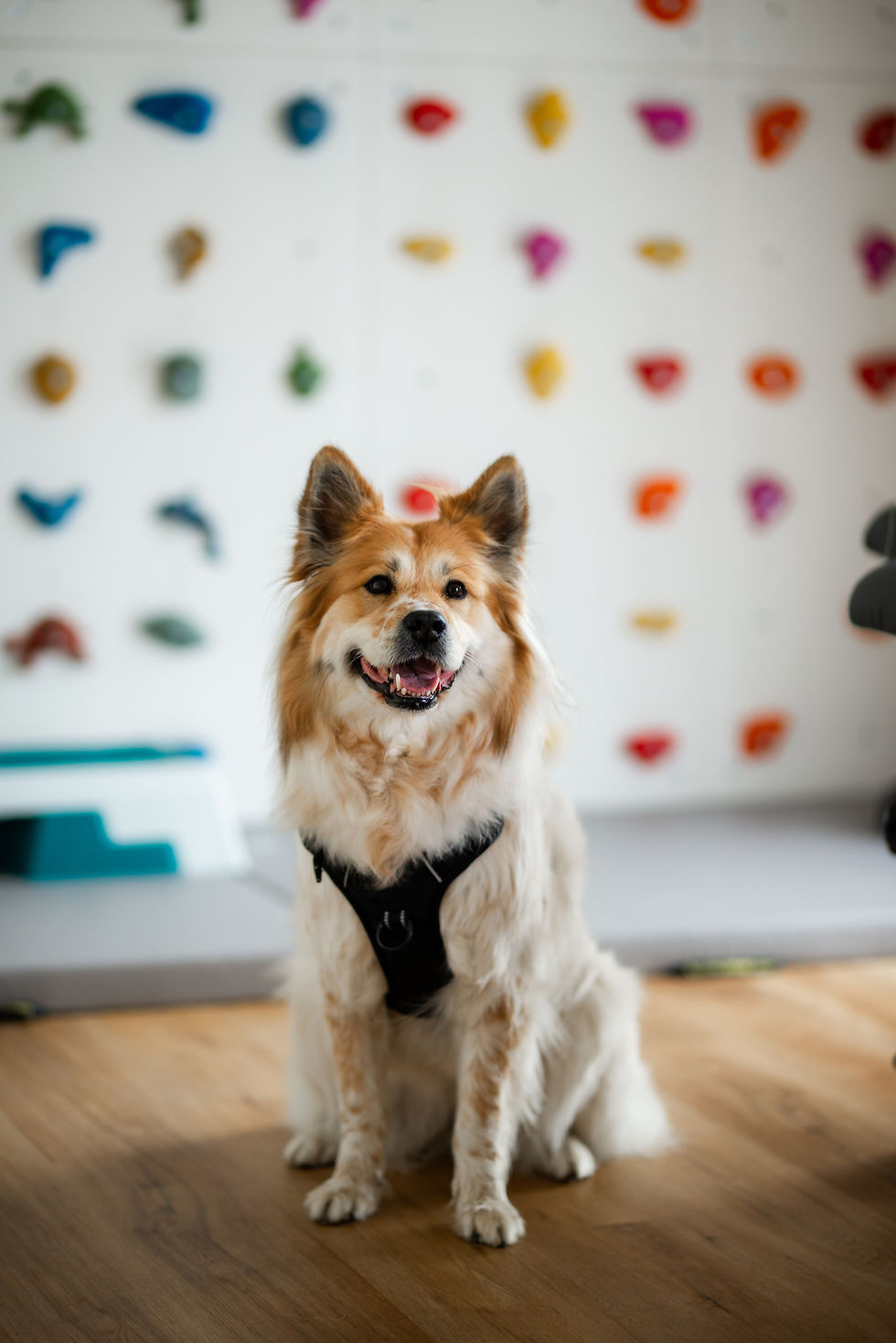 Josie_Dog
