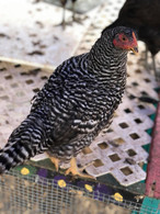 Barred Rock