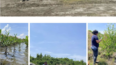 CEM comparte aprendizajes sobre restauración de manglares en jornada de la Red de Restauración Forestal de Omoa