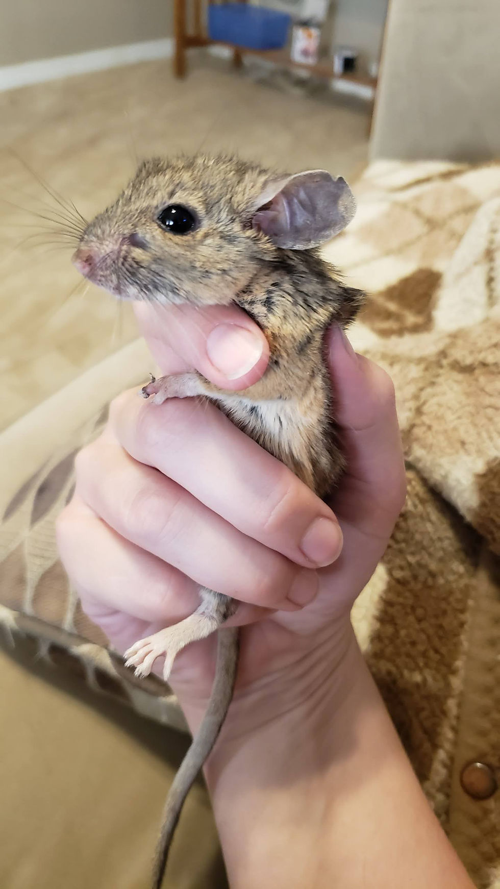 Scraggles fully grown