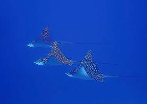 Majestic Eagle Rays in Cozumel, Mexico