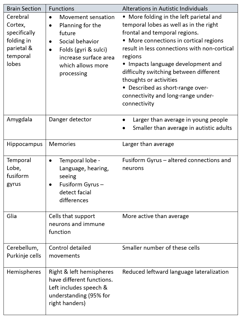 Table of Differences in Autistic Brains