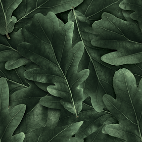 Rebiome Leaf 23.png