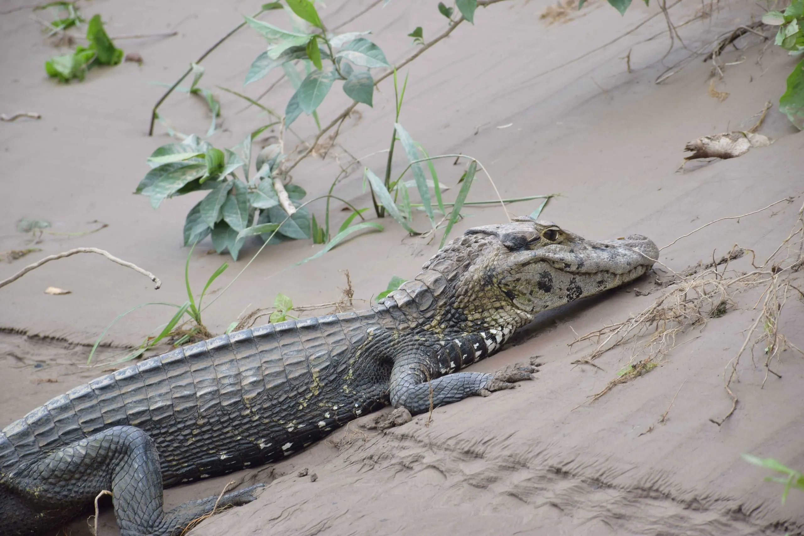 Amazon-in-Peru-5