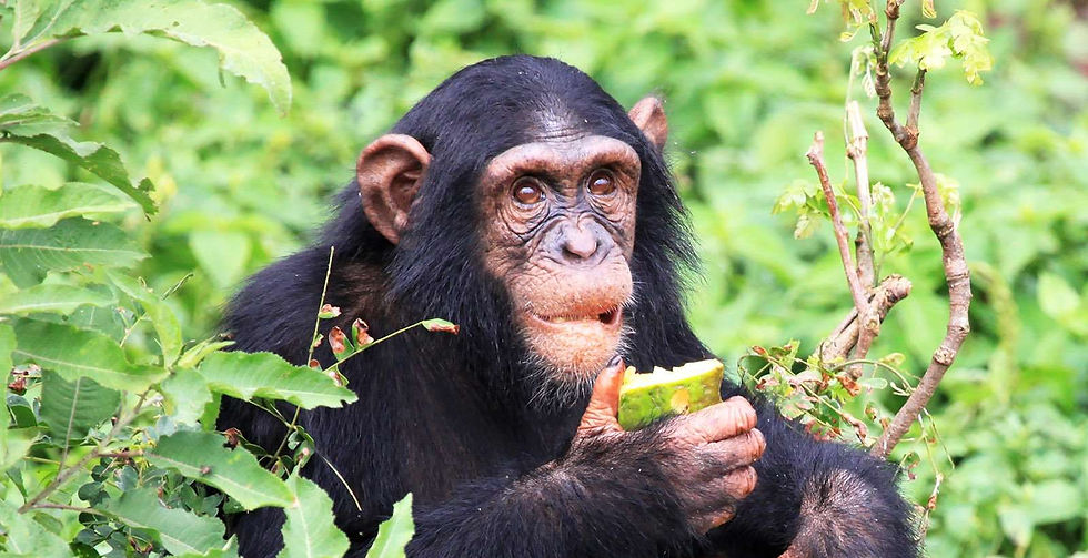 chimpanzee-uganda-b_edited