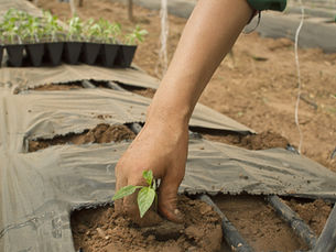 Putting Internet-of-Things at the Service of Sustainable Agriculture