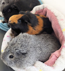 Ebène,Mia et Silver