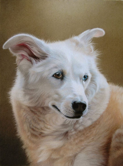Hundportrait ohne Hintergrund - gemalt von Simone Bingemer