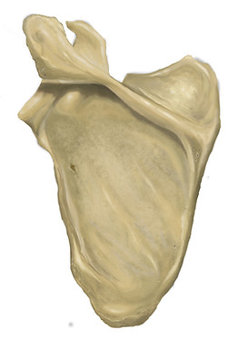 scapula copy2.jpg