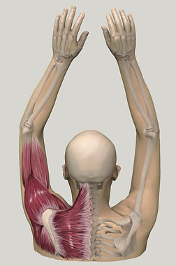 ct recon back.jpg