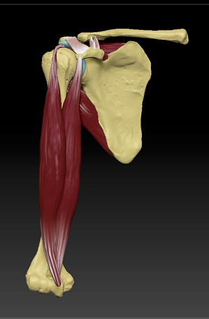 shoulder joint.jpg