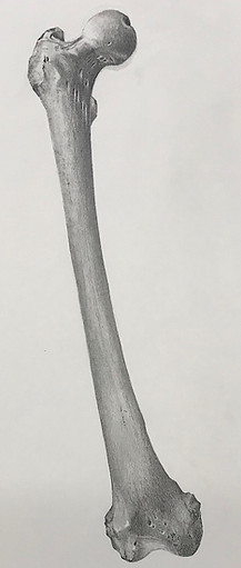 femur copy.jpg