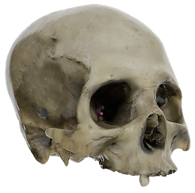 skull-no-bg.png