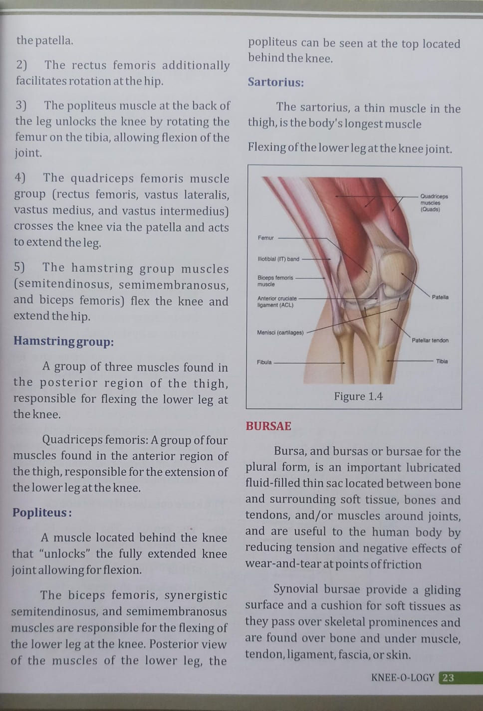 Thumbnail: Knee-O-Logy (English) by Dr. Mangesh P. Deshpande