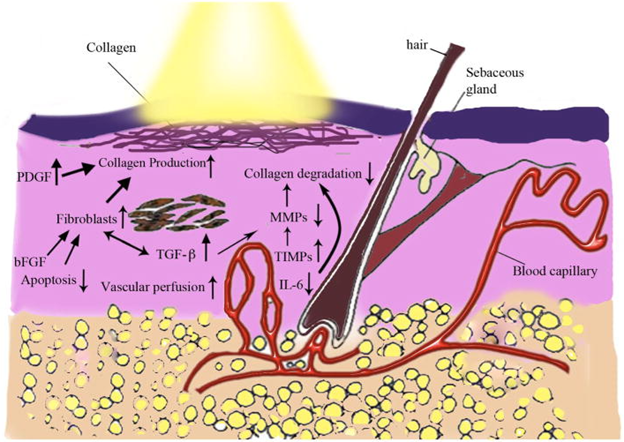 Mechanism of light therapy for skin health: red and near-infrared light absorbed by cytochrome c oxidase in mitochondria increases ATP, improves cell signaling, stimulates collagen production, and promotes tissue repair (Avci et al., 2013).