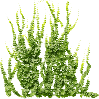 front-view-climbing-ivy-plant-600nw-2506