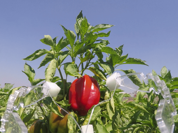 pepper_gif.gif