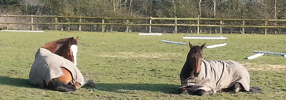 two horses resting in the sun in an overgrazed paddock where hay is being used to increase forage intake
