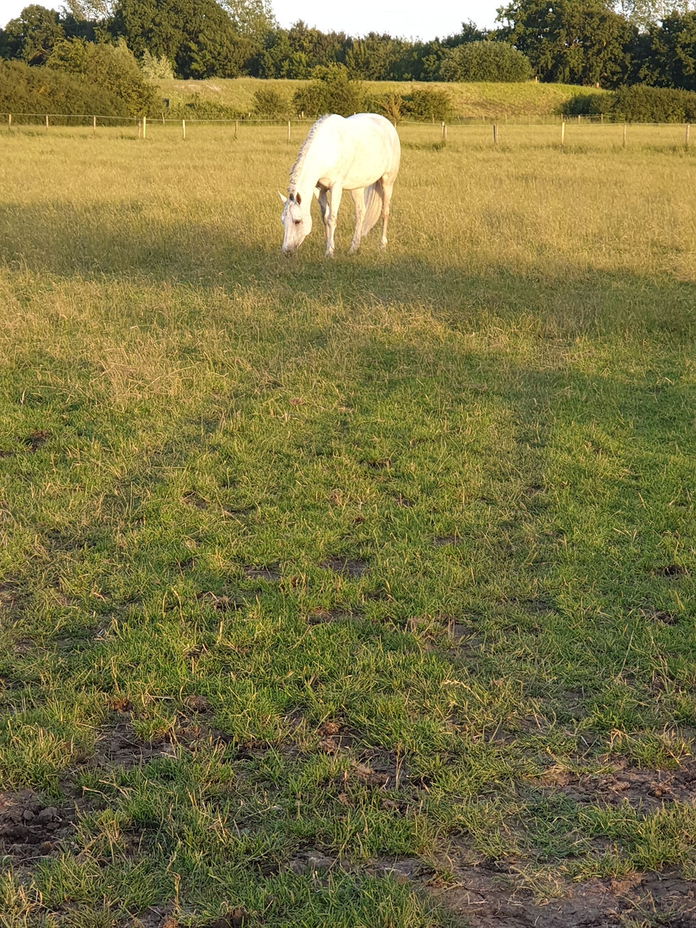 Is Your Horse’s Diet Like Fast Food? Understanding Equine Nutrition