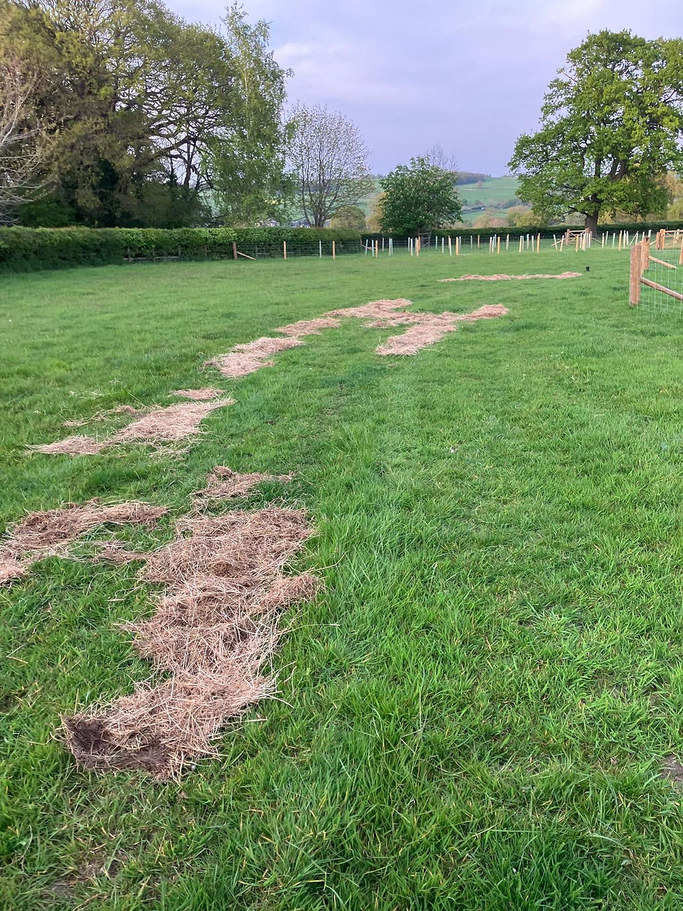 Species Rich meadow hay used to mulch over tractor tyre damage and grow wildflowers.
