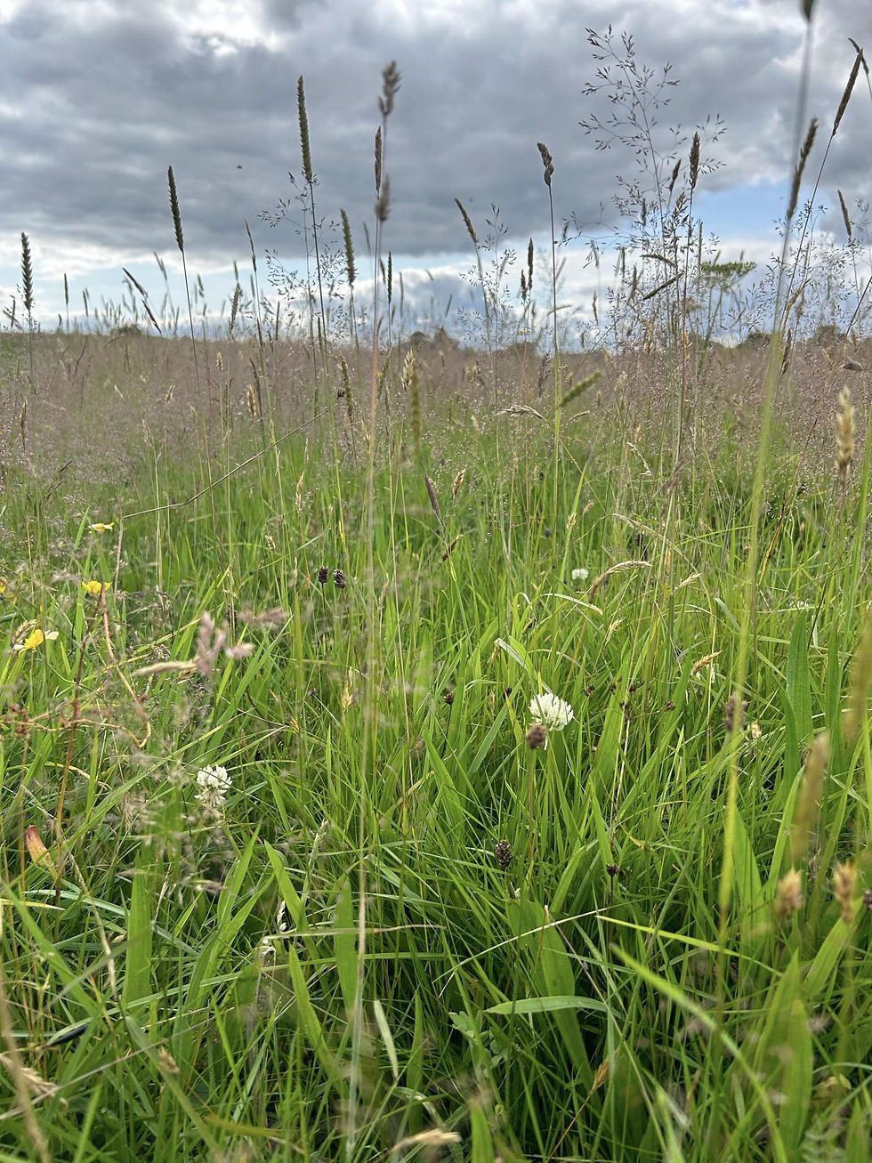 How to Sow Wildflowers in Horse Pasture