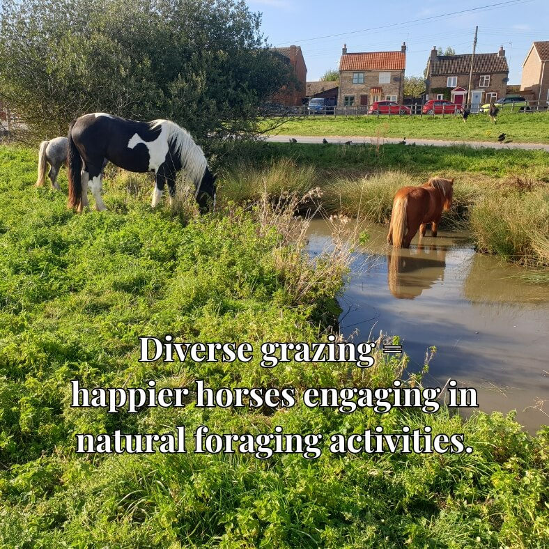 Thumbnail: Wildflower Grazing Mix for Horses