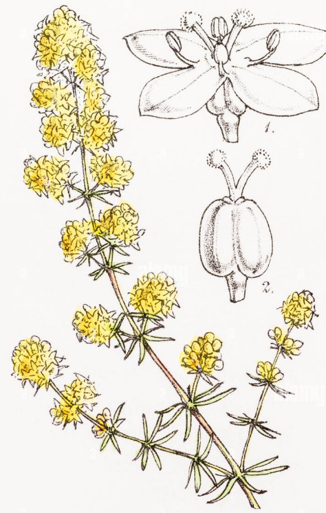 Scientific illustration of lady’s bedstraw (Galium verum) showing fine leaves and yellow flowers for pasture plant identification