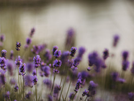 Kolpa Resort: Uw eerste keuze voor een betoverende en duurzame vakantie in de natuur
