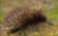 Short Beaked Echidna