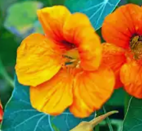 English Reading Practice - Baking & Cooking - Adding Edible Flowers (C1/C2 Advanced)