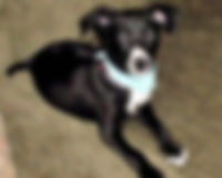 In Loving Memory of Jessie