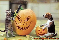 Halloween Safety Tips