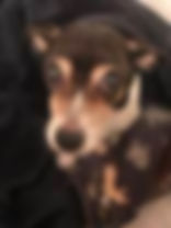 In Loving Memory of Cookie Presswood
