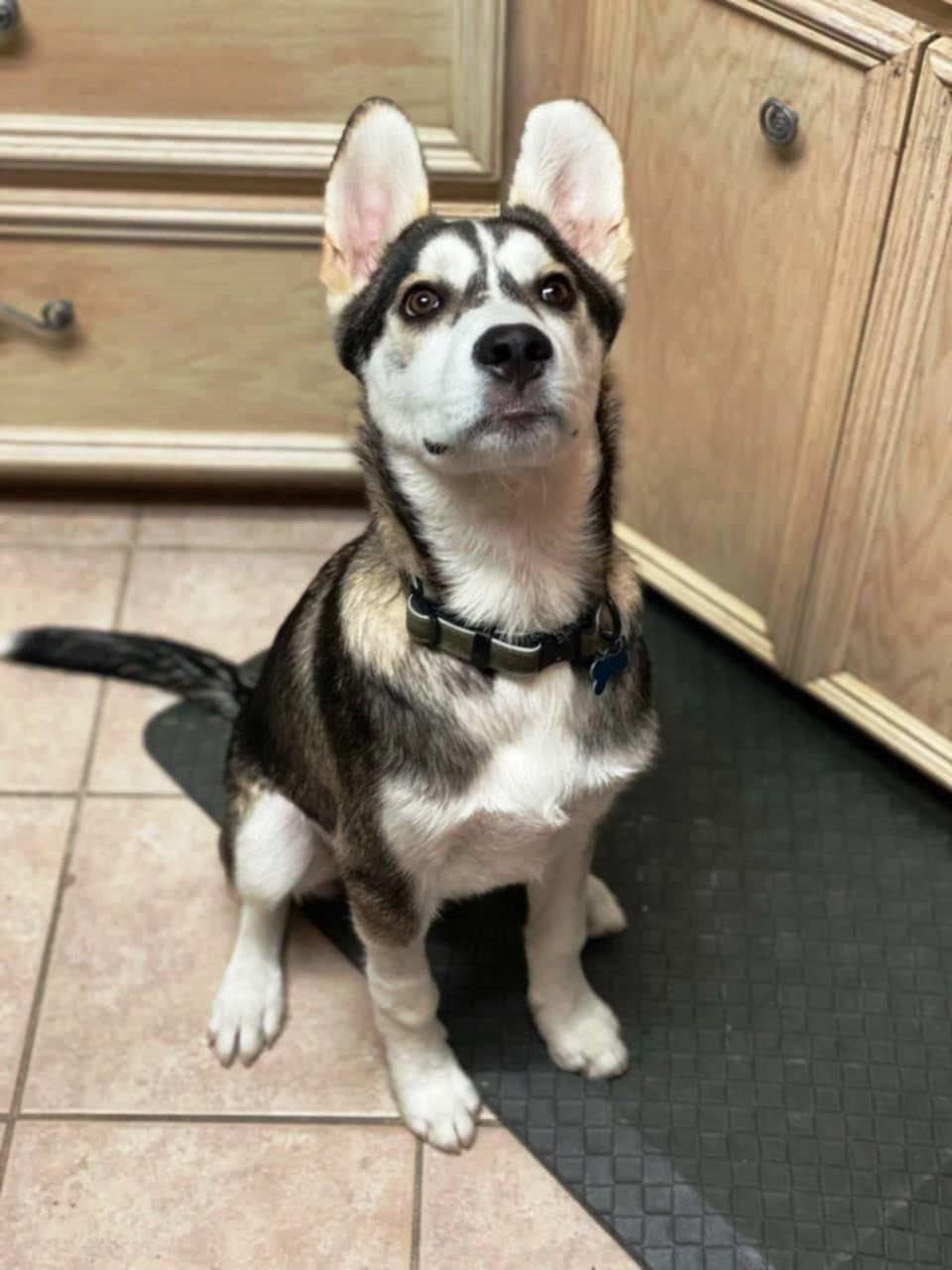 Yes I would like a cookie!.jpg
