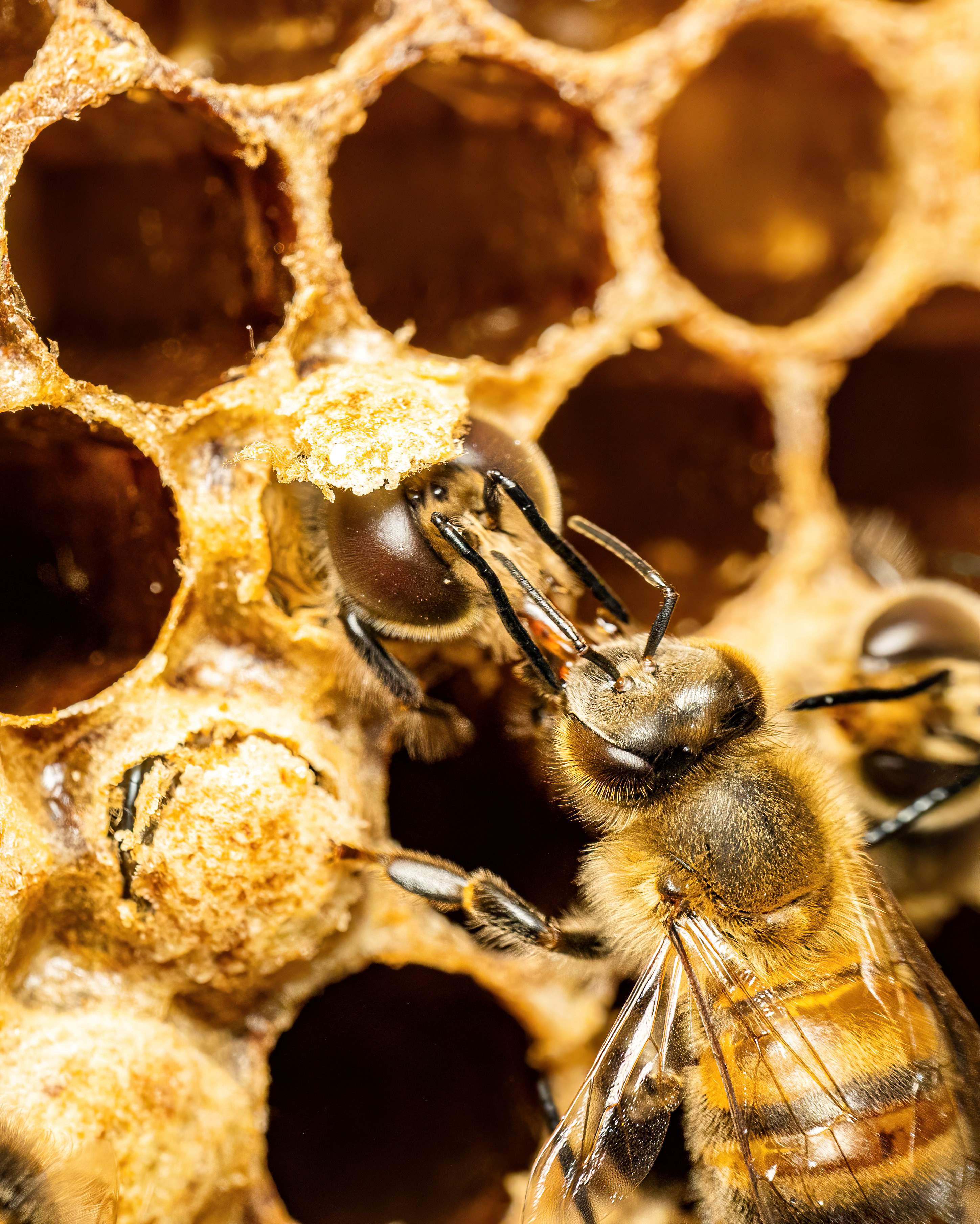 Le r&ocirc;le d'essaimer et d'apporter la vie