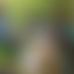 On touche les abeilles? 🤟