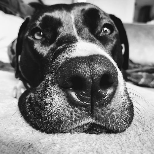 Lemon - the dog that inspired this blog