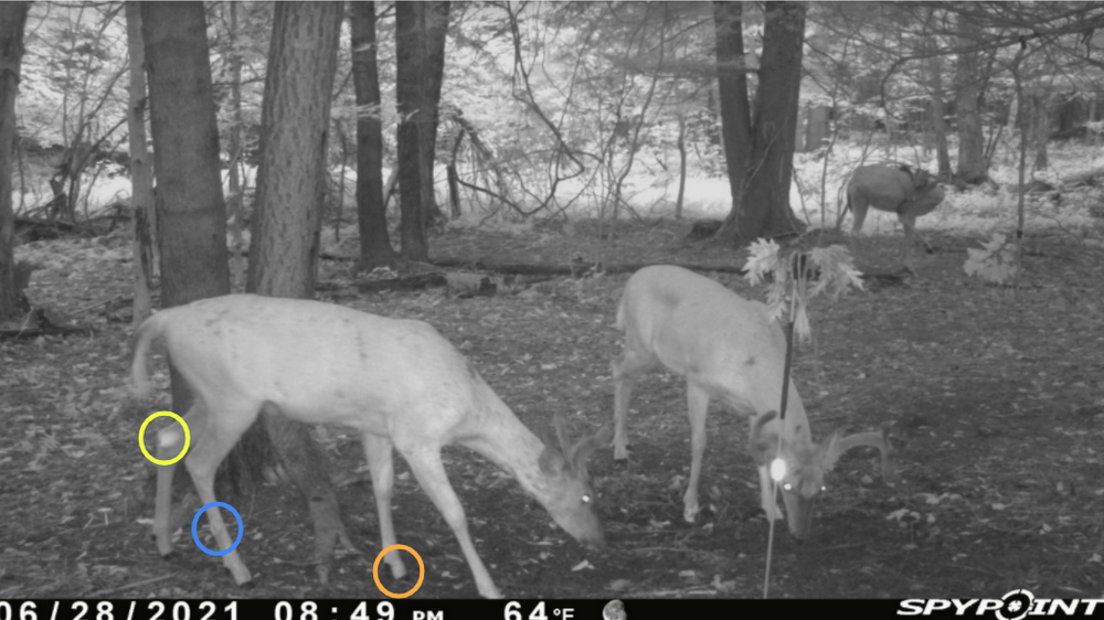 WHITETAIL DEER GLAND KNOWLEDGE DO YOU KNOW THE 8 GLANDS?