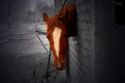 Caballo