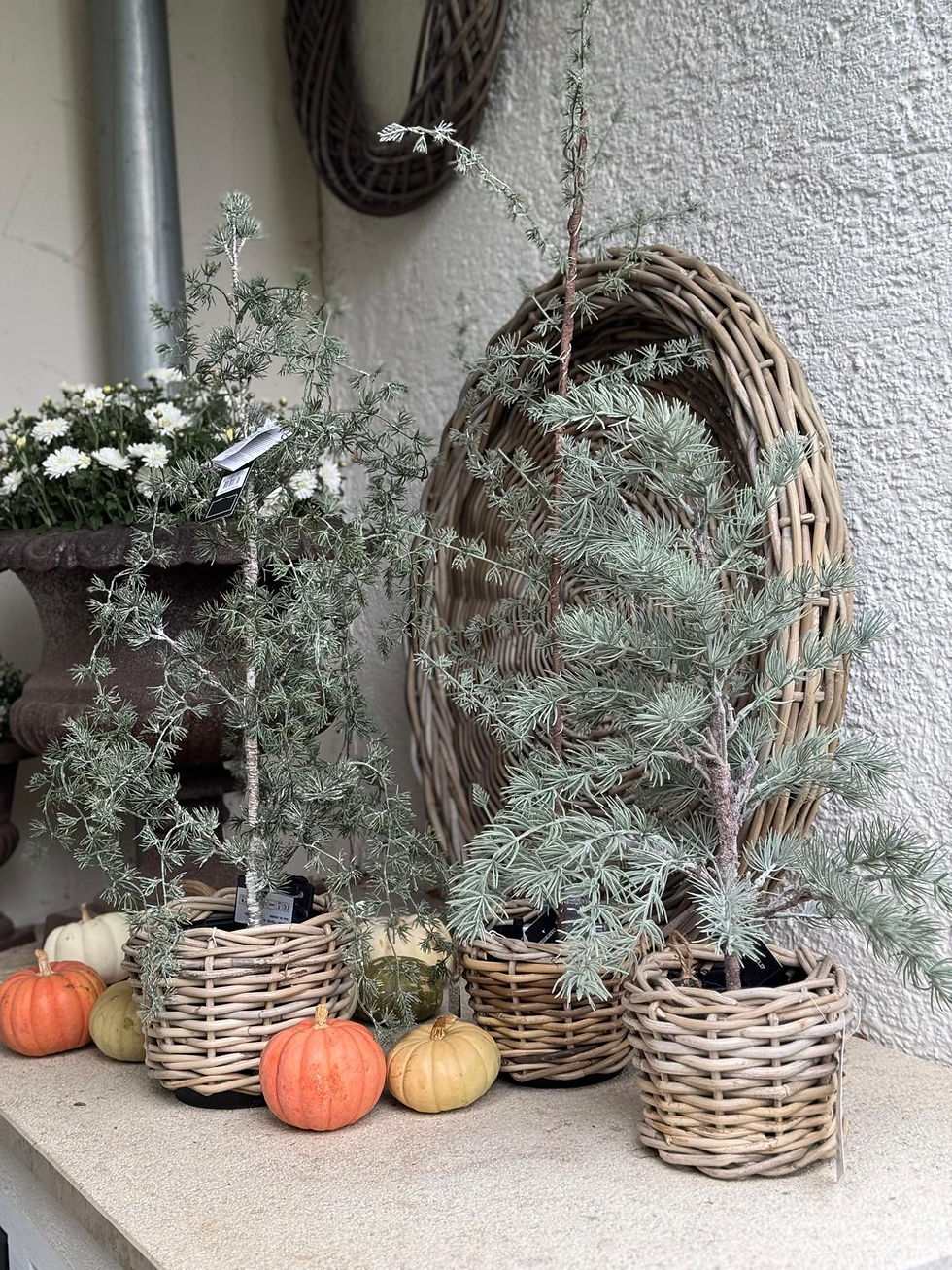 Larix S