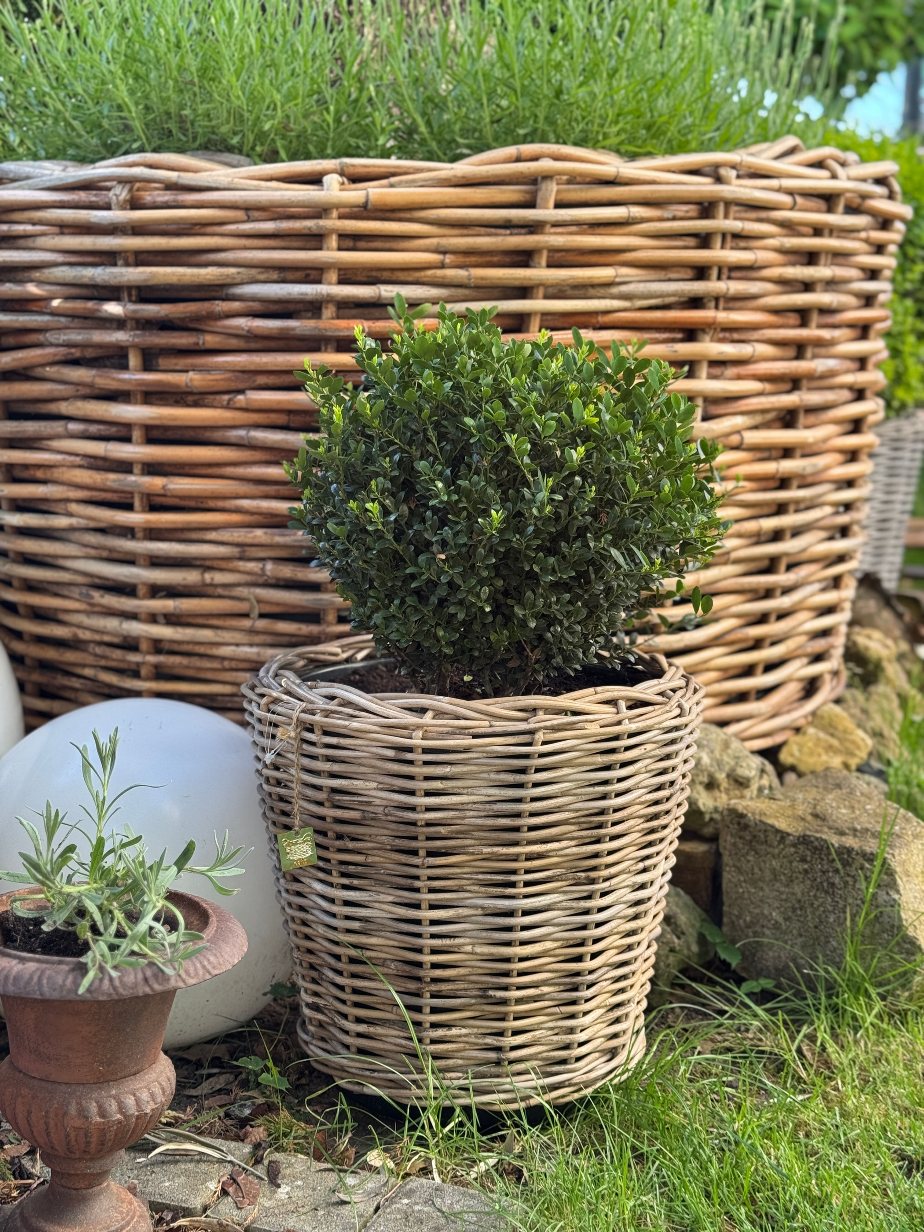 Drypot Rattan "Global"