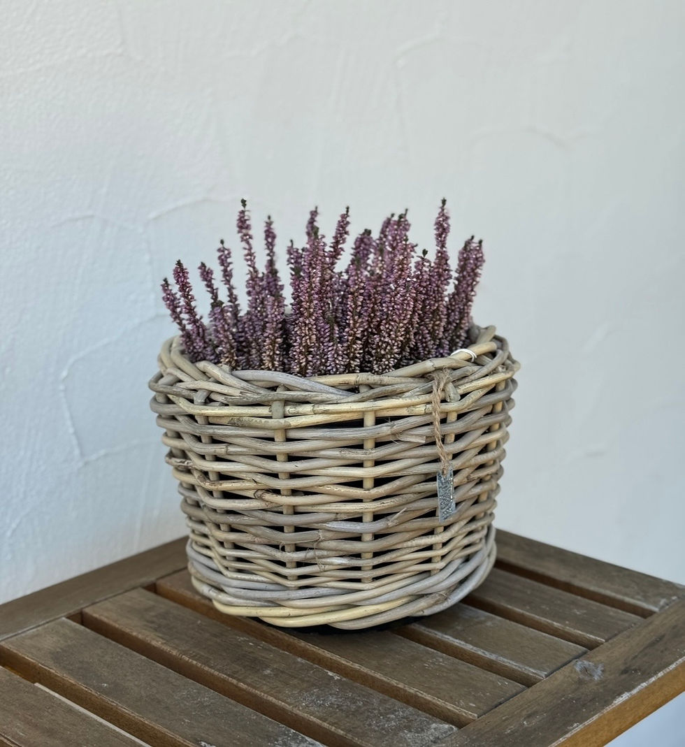 Drypot Rattan "Sunny"