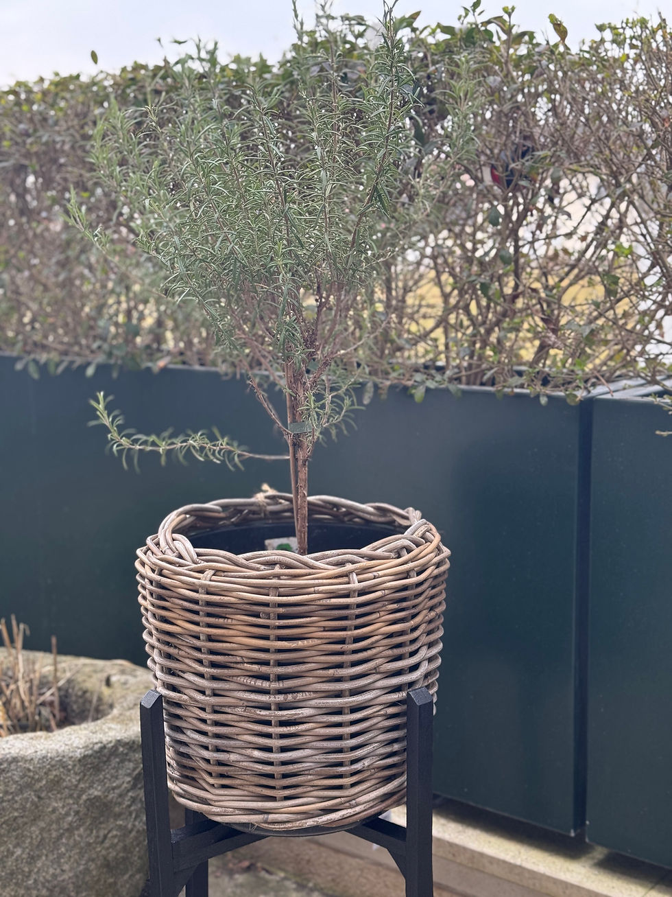 Miniaturbild: Drypot Rattan Tiny für Olivenbaeume