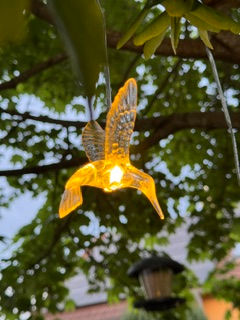 Vogel Kolibri
